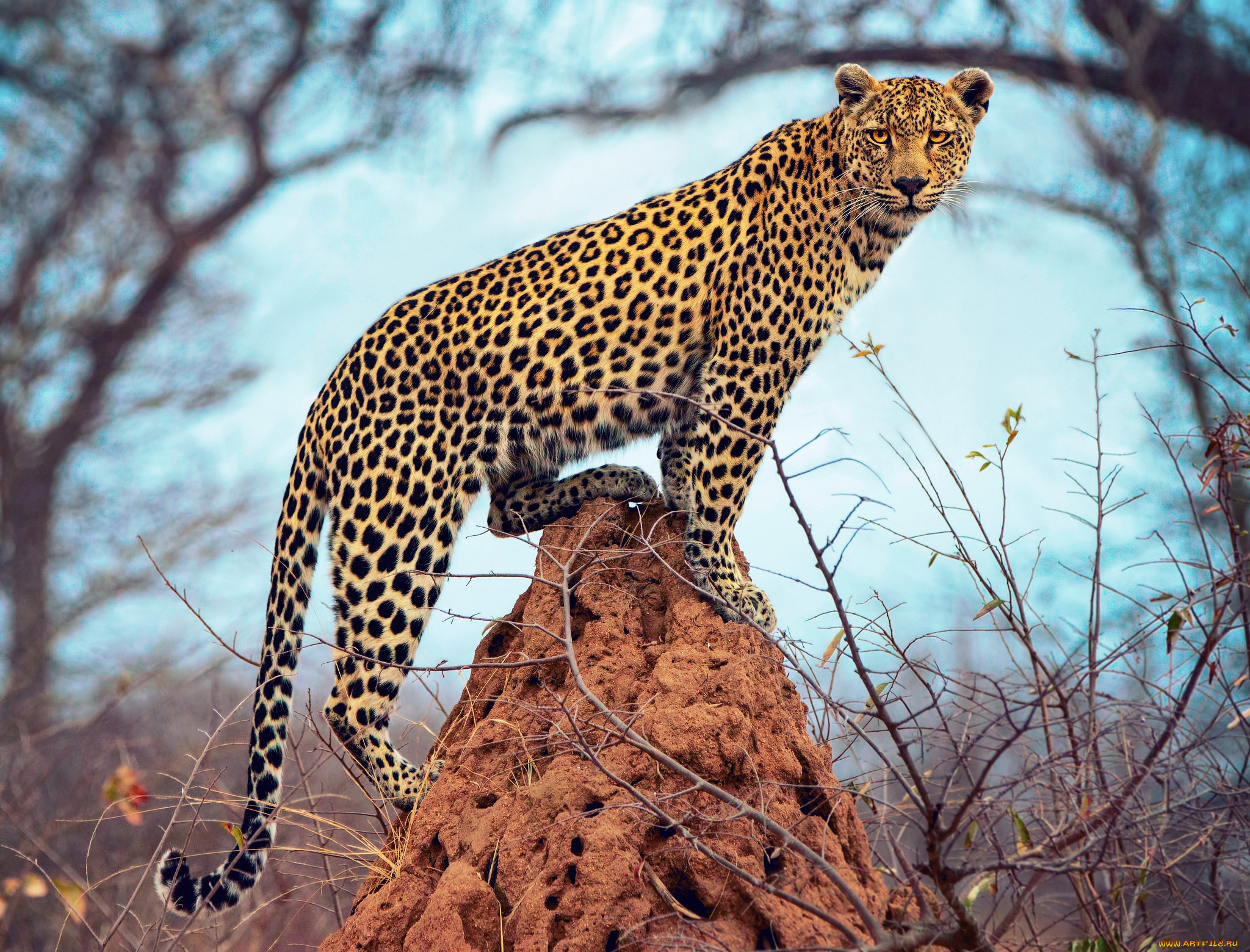 Леопард стоит